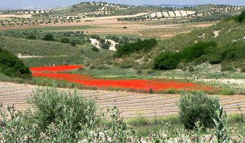 Dieses Feld mit Klatschmohn liegt irgendwo am Jakobsweg. Ich habe es schon vor vielen Jahren aufgenommen.