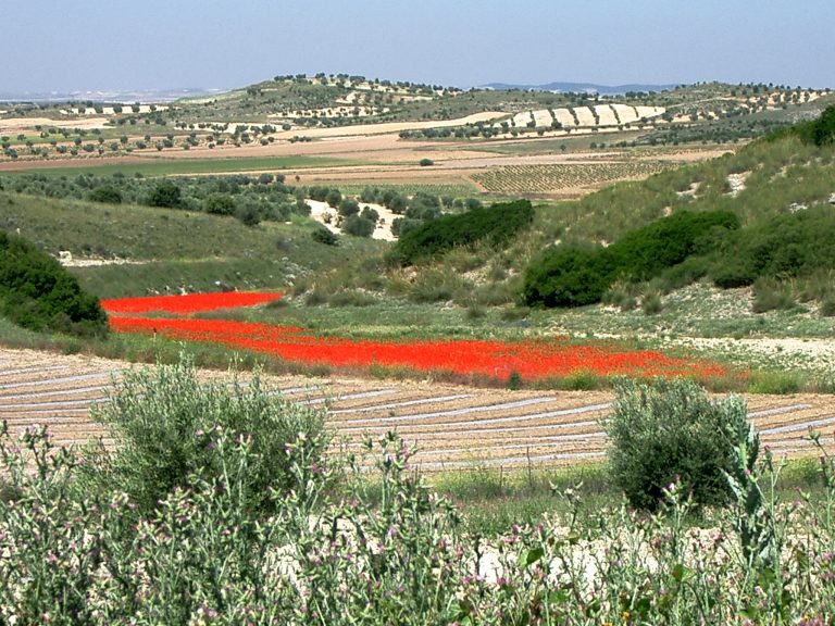 Dieses Feld mit Klatschmohn liegt irgendwo am Jakobsweg. Ich habe es schon vor vielen Jahren aufgenommen.